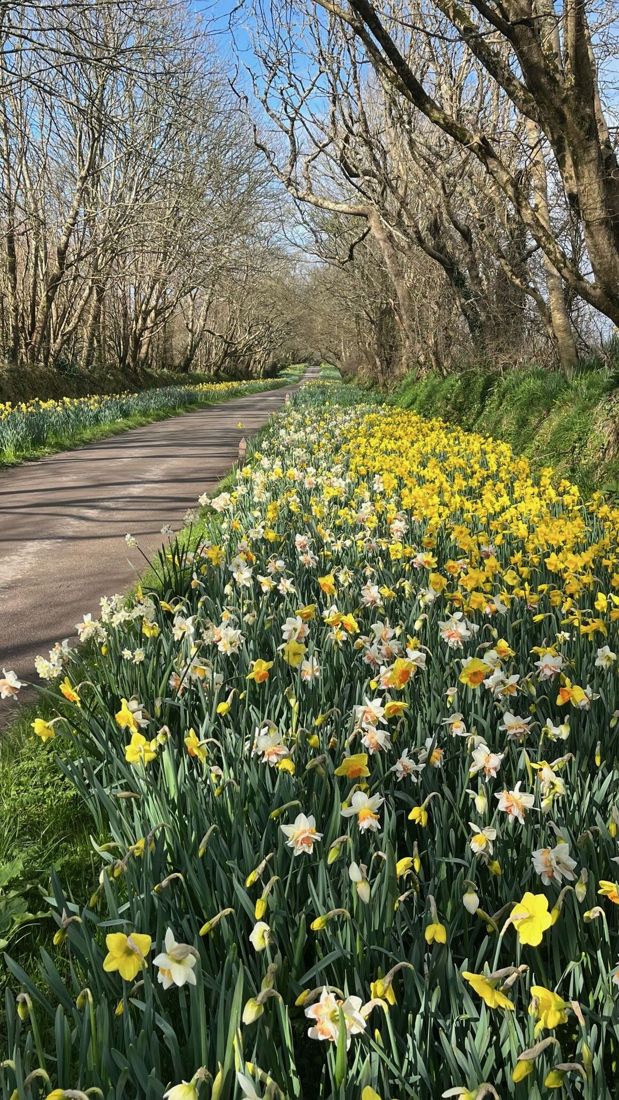 Old Tamar Valley daffodils lining the drive in spring