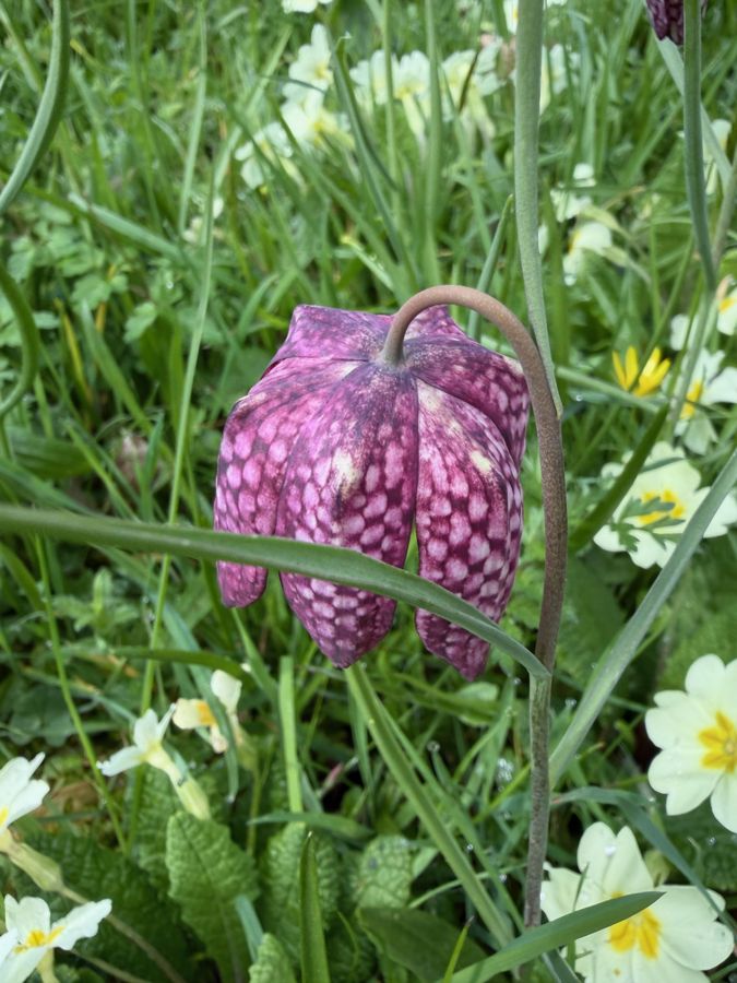 A snake's head fritillary among primroses